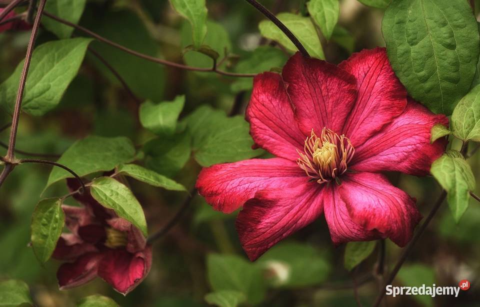 Pnącza Clematis Powojnik Wisteria Glicynia Knurów sprzedam
