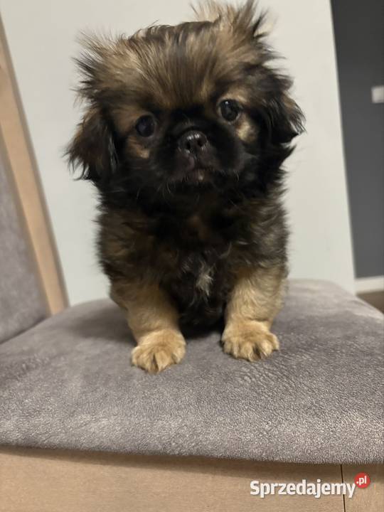 Suczka pekińczyk Lipsko