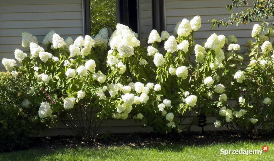 HORTENSJA LIMELIGHT sadzonki w doniczkach Ustronie