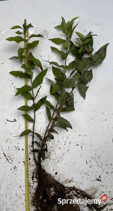 Dereń biały z zielonymi gałązkami Bydgoszcz