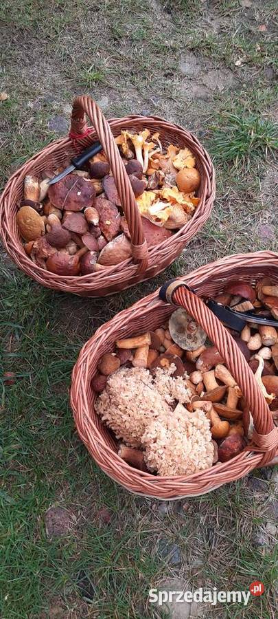 Grzyby suszone podgrzybek brunatny 1 Koszalin