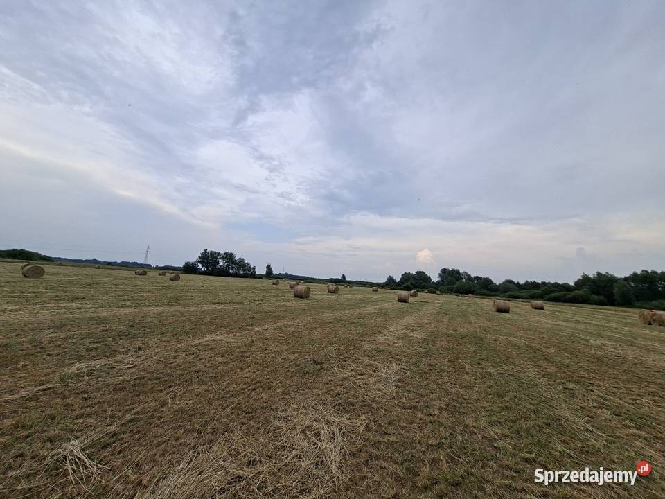 Sprzedam siano tegoroczne świeżo zrobione 68 Łęczna
