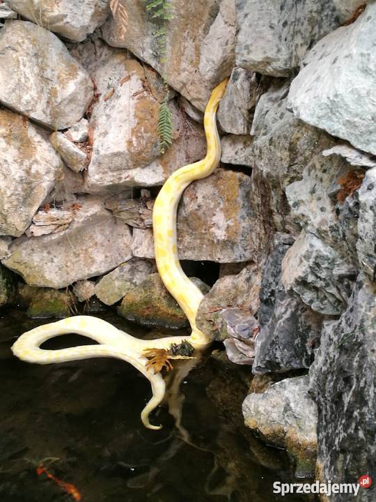 Pyton tygrysi albino Świerklaniec sprzedam