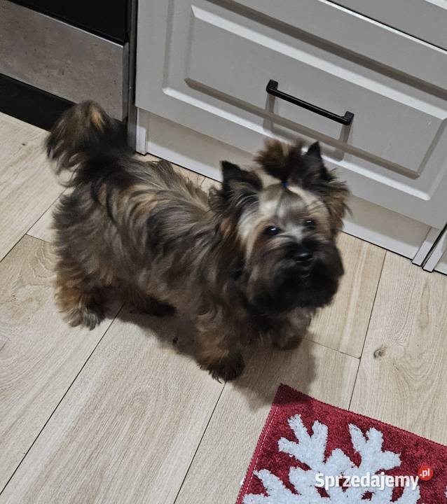 Śliczny piesek York Ocean Pearl Unikatowe Cudo Opole