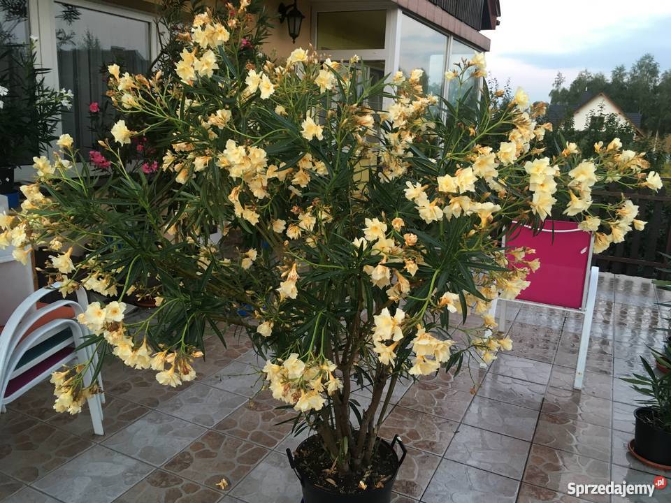Szczepki oleander Brzeźnica sprzedam