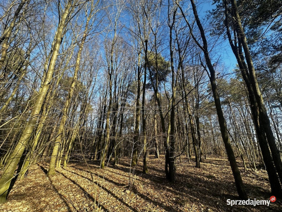 Las 6500m2 w Marysin gmina Rejowiec
