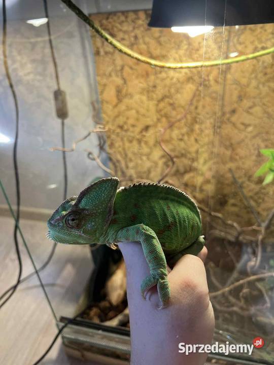 Kameleon Jemeński 2letnia samica terrarium z