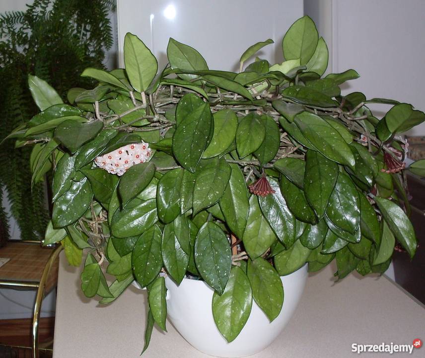 Kwiat Hoja woskownica kwitnąca Dekoracje i ozdoby Poznań