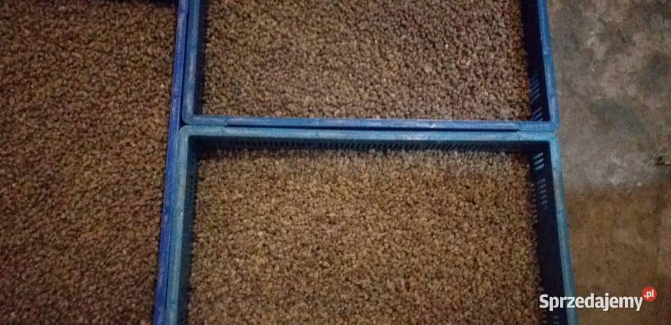 Sprzedam kokony Murarki ogrodowej i trzcinę Biała Rawska sprzedam