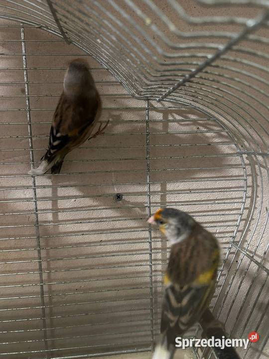 Bastardy szczygle czyżyku konopie r małopolskie