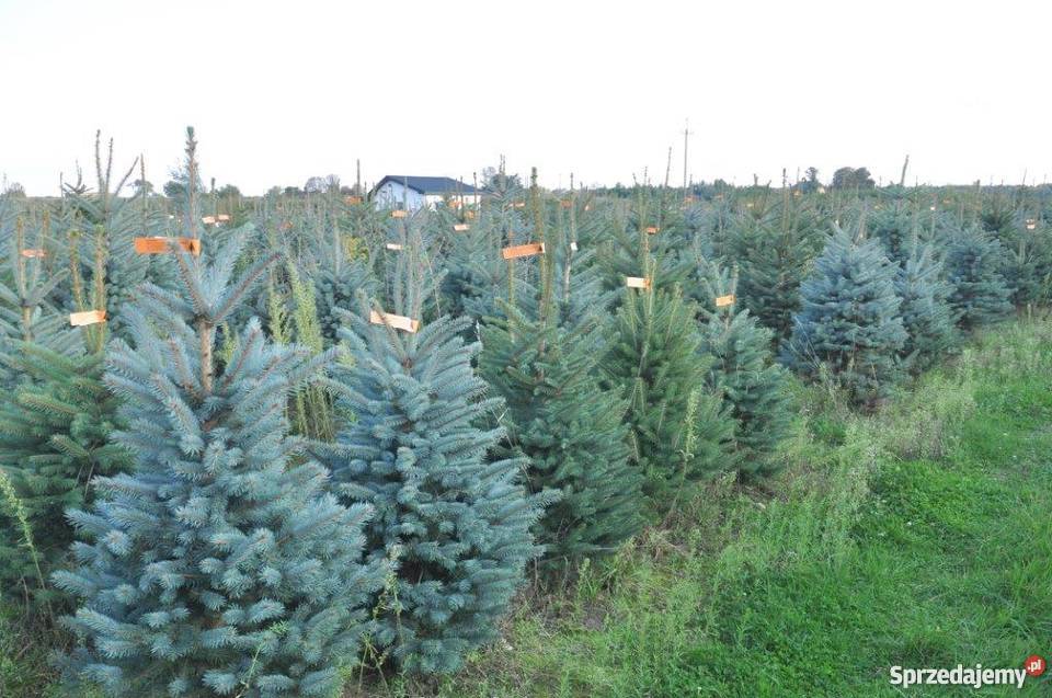 Choinki świerk srebrmy świer pospolity jodła Mszczonów