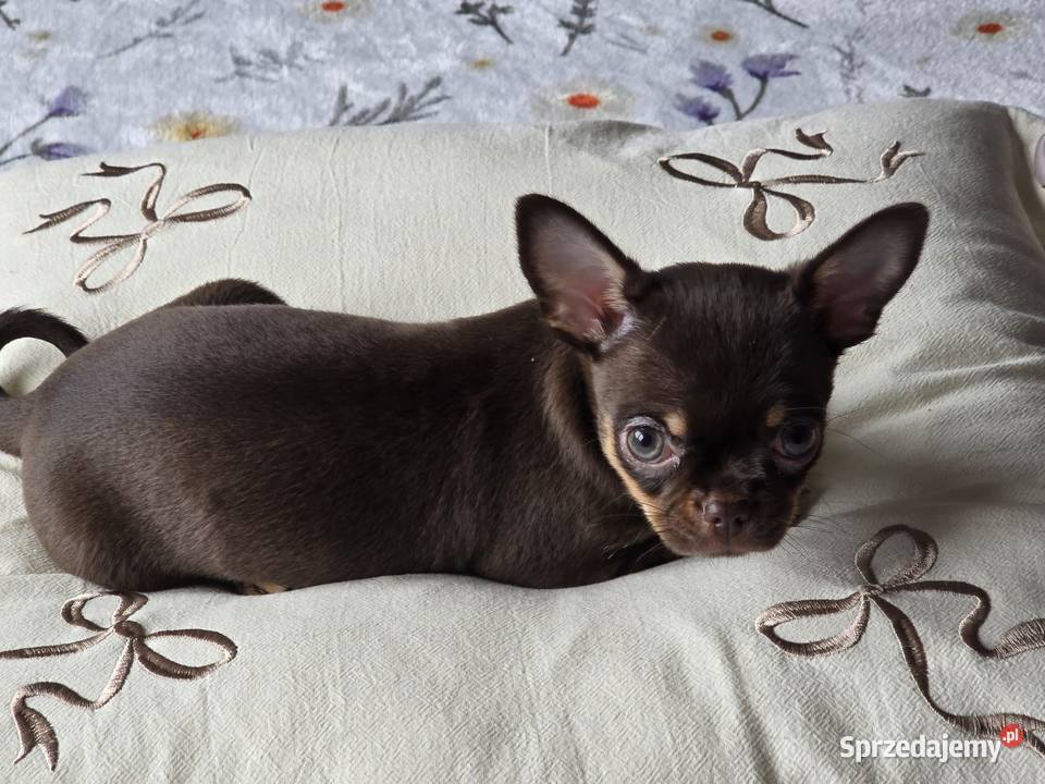 Chihuahua Czekoladowa Maleńka Salsa