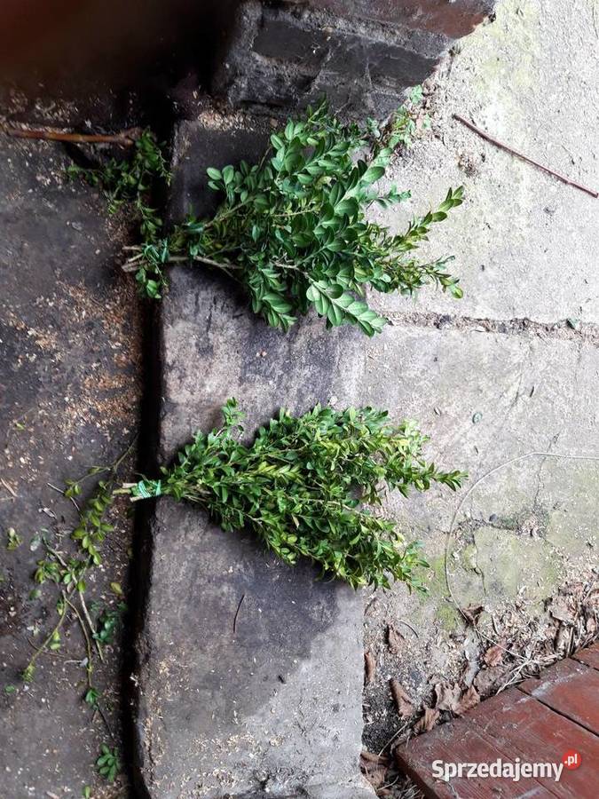 GryczpanBukszpan Swarzędz