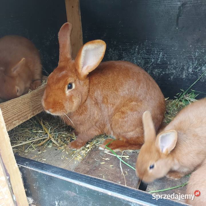 Króliki nowozelandzkie mazowieckie Mińsk Mazowiecki