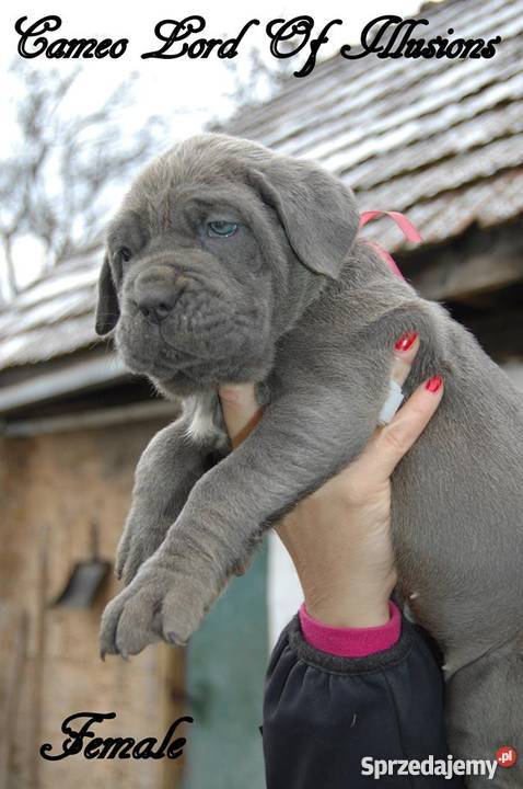 Mastino Napoletano Mastif neapoletanski dolnośląskie Raczkowa