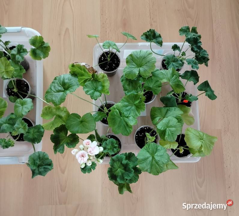 Sadzonki pelargonii kolekcjonerskie Koszalin sprzedam