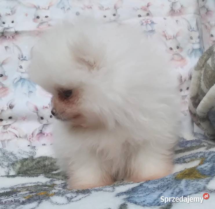 Pomeranian szpic miniaturowy cudowna MALUTKA mazowieckie Warszawa sprzedam
