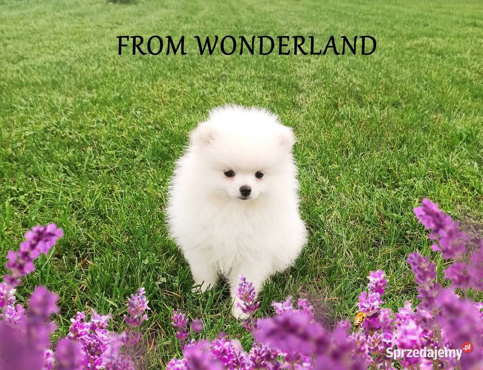 Pomeranian Świat Mały miś CUDO RODOWÓD ihr Czip Namysłów