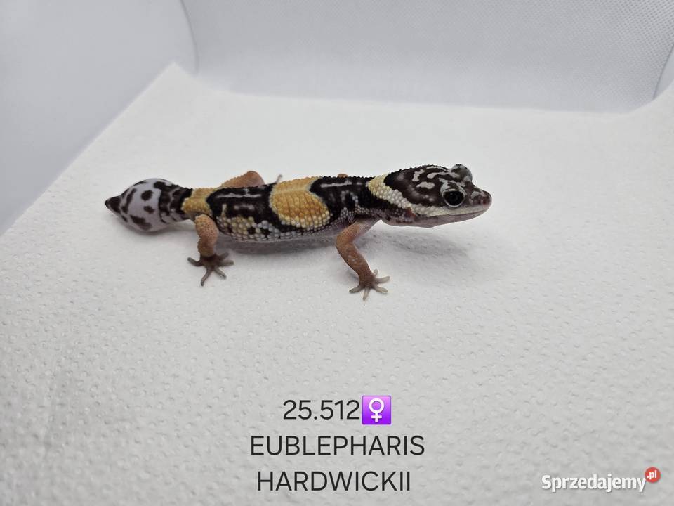 Eublepharis hardwickii gekon Zawiercie