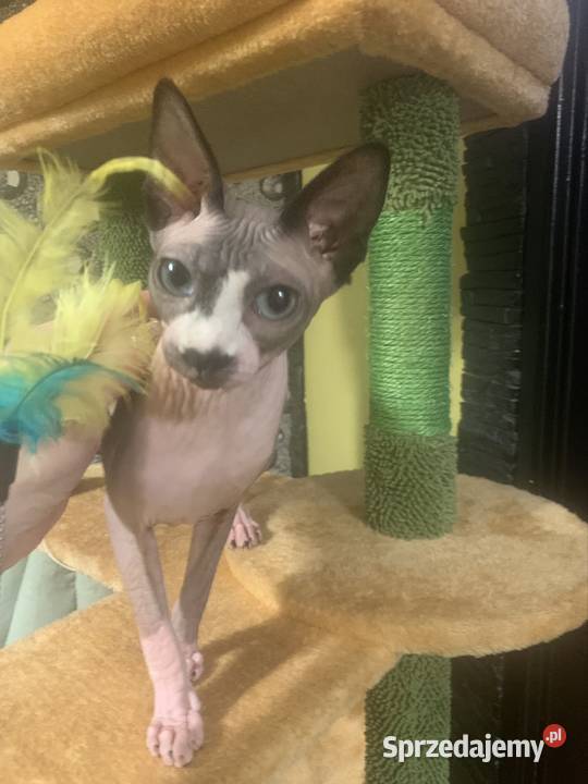 Sfinks Kanadyjski Koteczka do odbioru Rodowód Leszno sprzedam