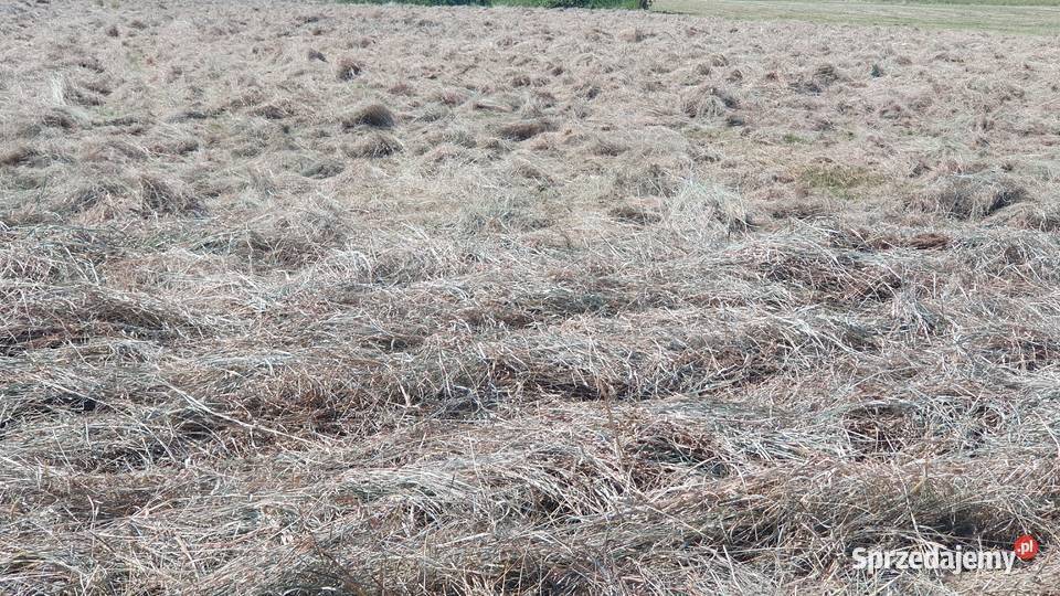 Siano w kostkach Trawy, słoma Ożarowice