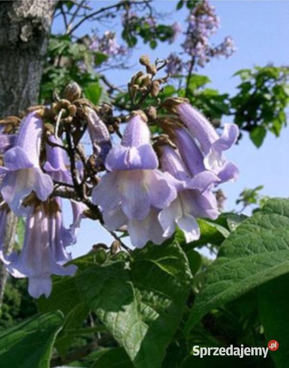 Drzewa tlenowe paulownia sadzonki sprzedam