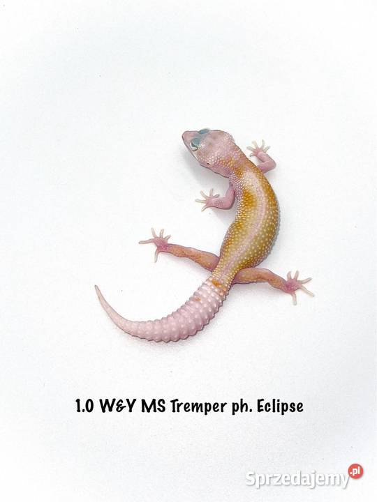 Kolorowe gekony lamparcie samce i samice Poznań sprzedam