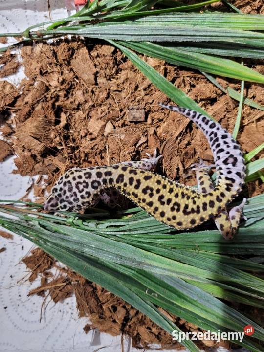 Gekon lamparci samczyk Warszawa
