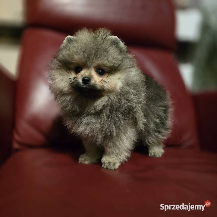 Pomeranian szpic miniaturowy zkwp FCI Piątkowisko