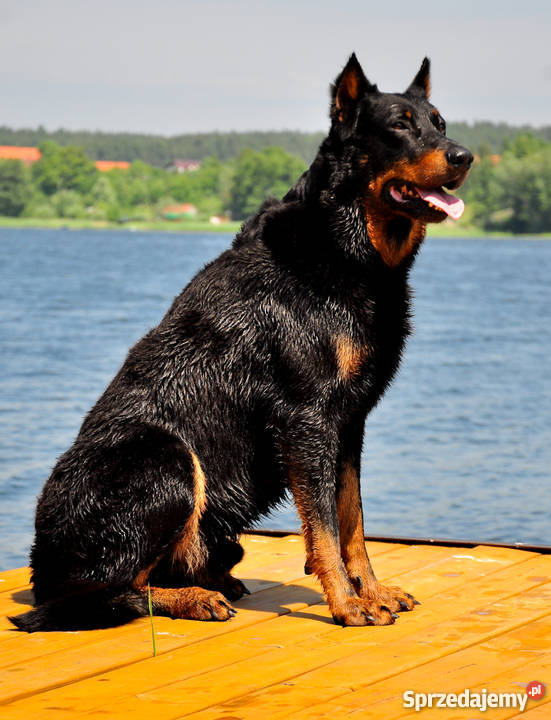 BEAUCERON piękne szczenięta z doskonałym Gdynia