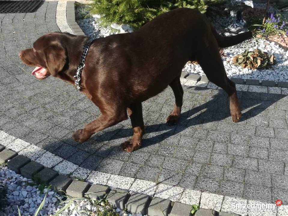 loablador czekoladowy szuka nowego domu Radomsko