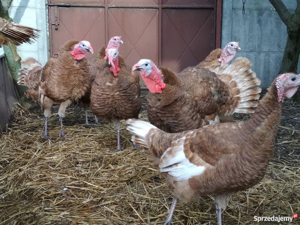 Indory czerwone Radoszyce