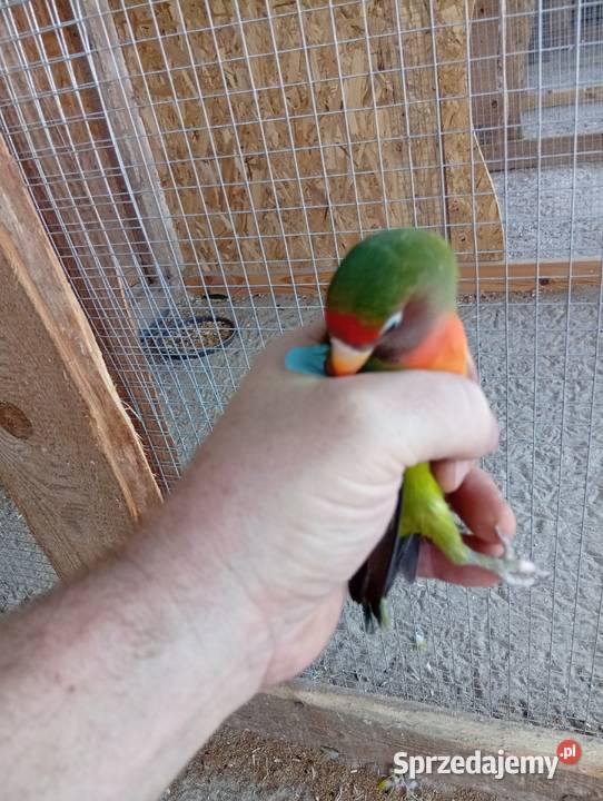 Papugi nierozlaczki Ptaki Sędziszów