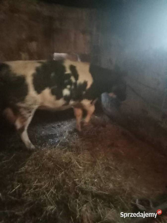 Jałwka świętokrzyskie Bieglów