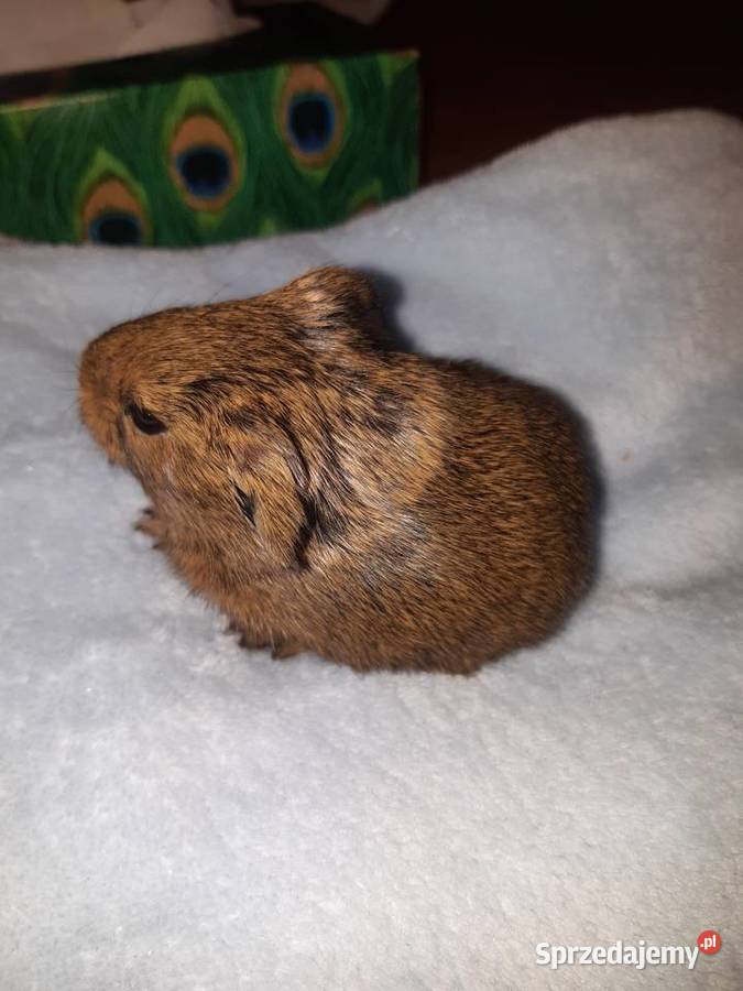 Świnka morska samiec łódzkie Poddębice