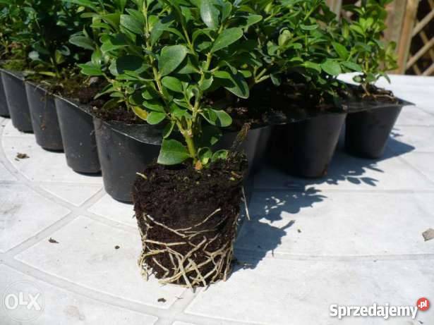 Bukszpan sadzonki 10 15 w paletkach multiplatach Stalowa Wola