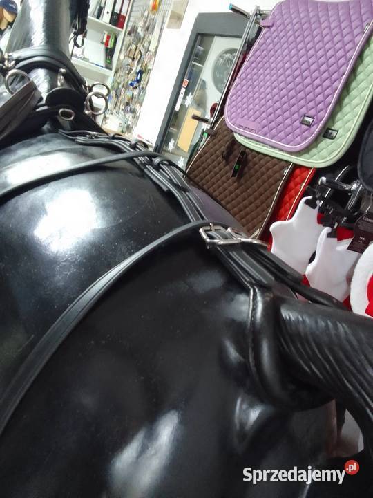 Uprząż biothan singiel cob pony shetty śląskie Pietrowice Wielkie