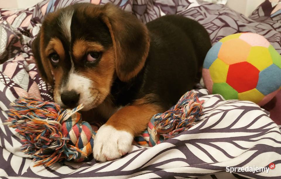 Suczka szczeniak Beagle łódzkie Łask