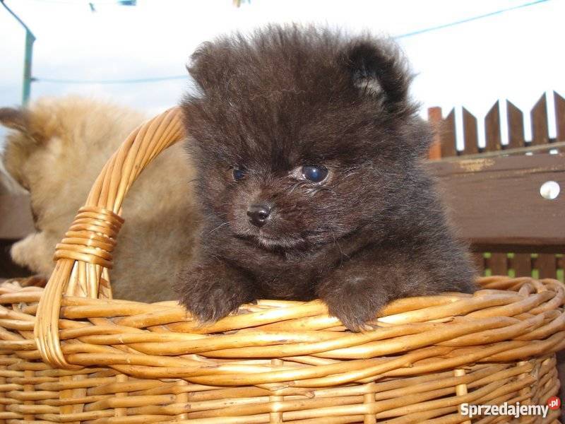 Pomeranian 2 czrne pieski Augustów