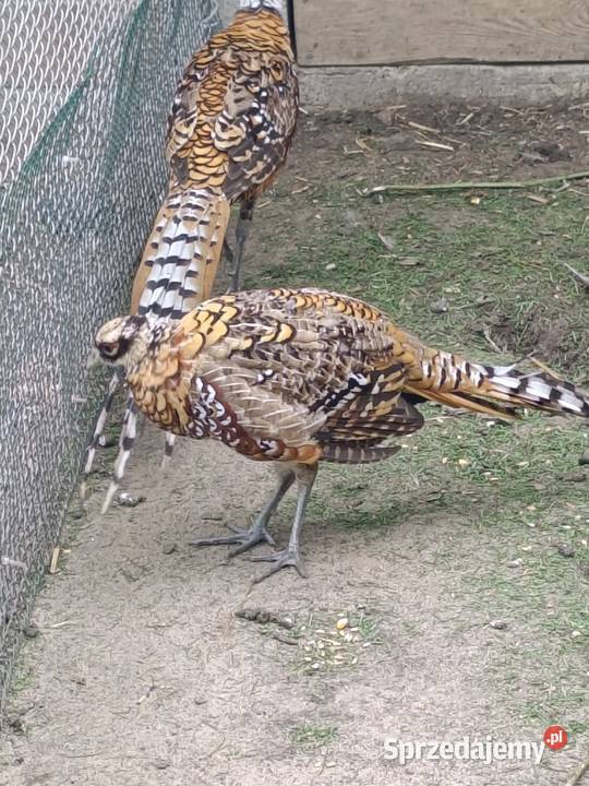 Bażanty królewskie