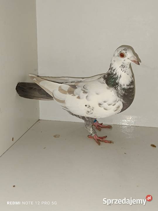 Gołębie Pocztowe Piękne Kolory