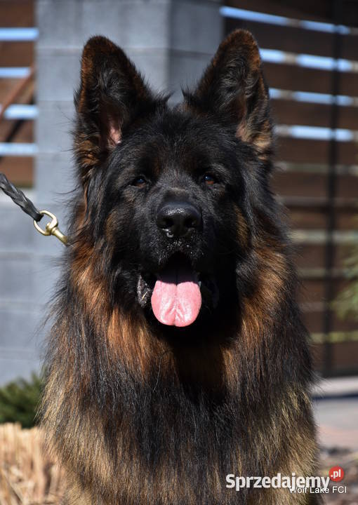 Owczarek niemiecki długowłosy ZKwP FCI Rudziska