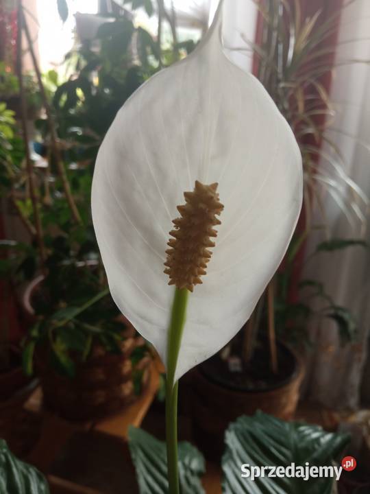 Skrzydłokwiat duży roślina domowa sprzedam