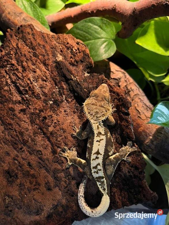 Gekony orzęsione Radom