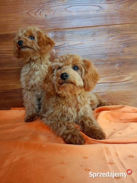 Maltipoo f1b Piesek Miechów