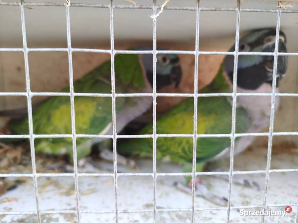 Papugi rozelle aleksandretty łódzkie Wola Mikorska sprzedam