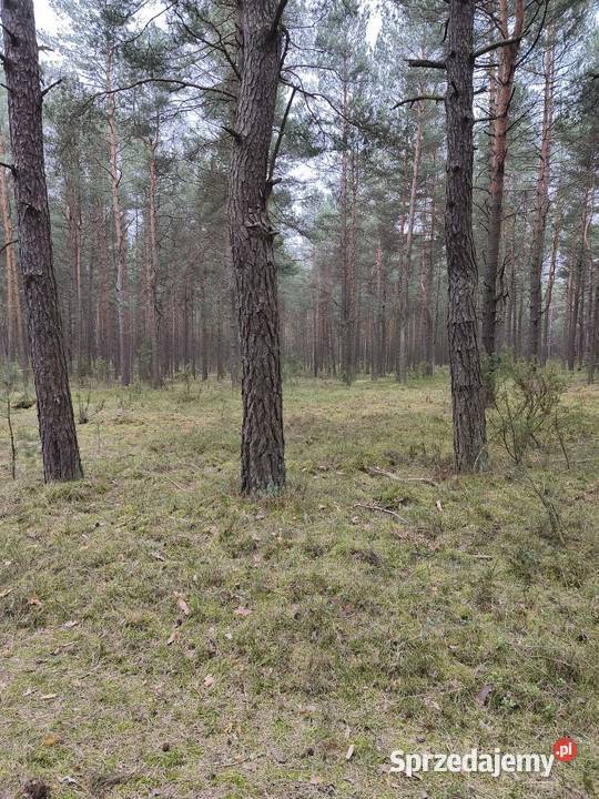 Sprzedam działkę leśną las Kotowice