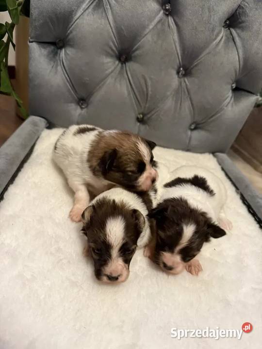Papillon Spaniel kontynentalny miniaturowy Dudki