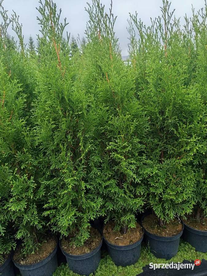 tuja szmaragd żywopłot krzewy Lutcza