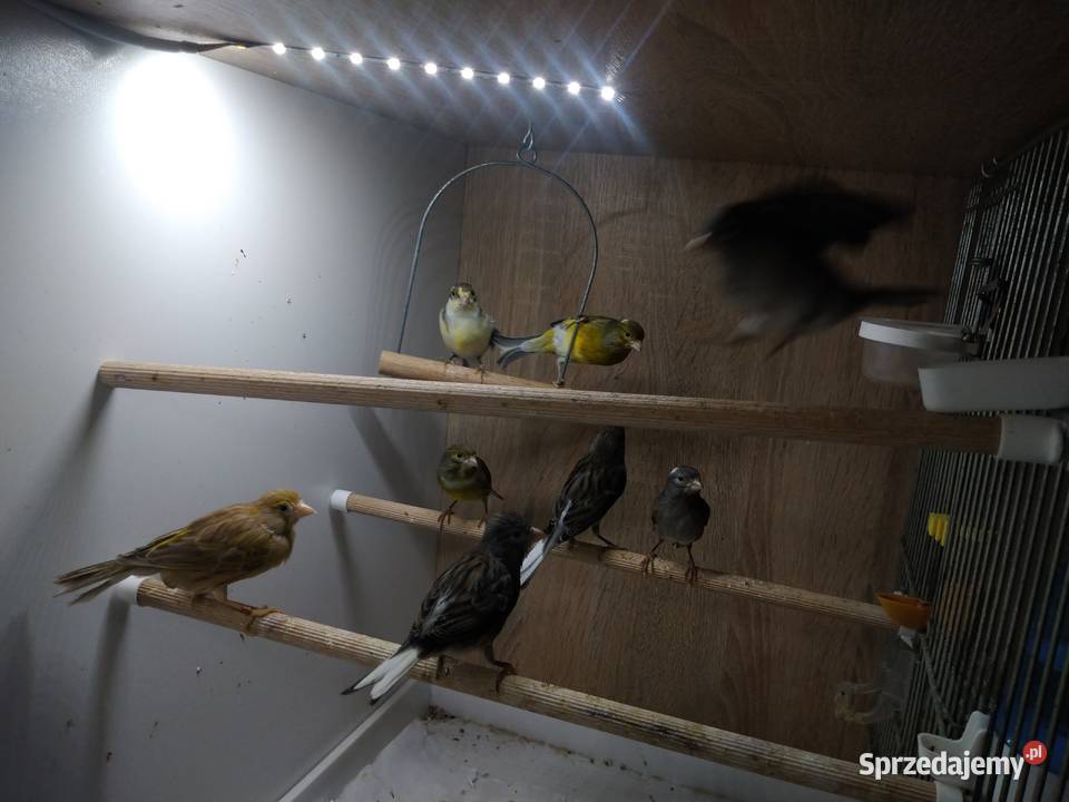 kanarki miniatura hiszpańska